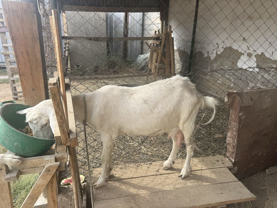 Ешкі,козел,лақ,сүтті ешкі