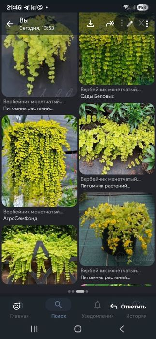 Продам излишки цветов  для сада
