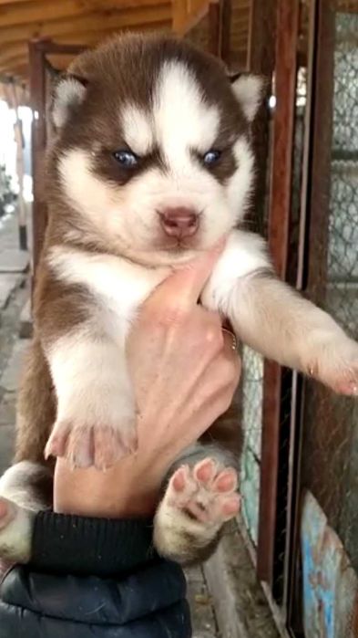 Шикарный голубоглазый кавалер хаски