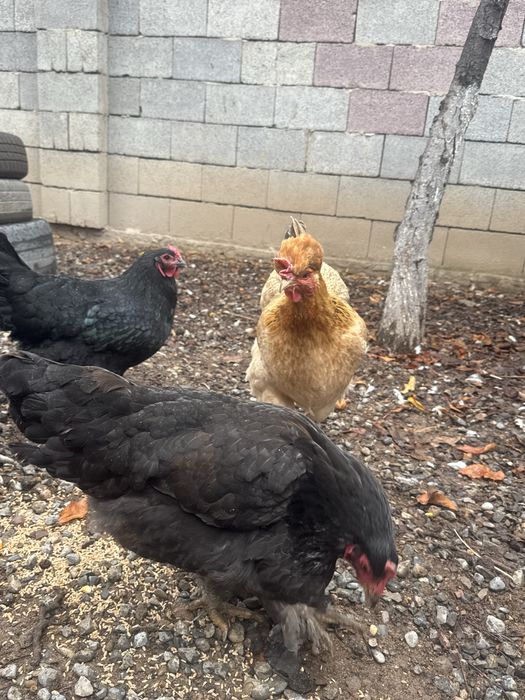 Животные , куры домашние ,