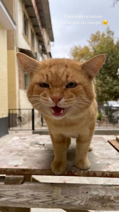 Ищем дом мурчательному рыжику!