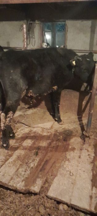 Бычки молодые породистые