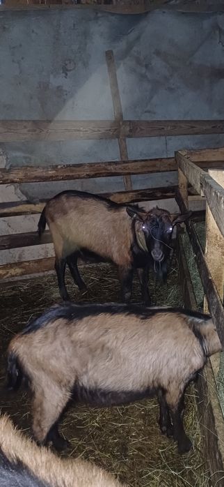 Țapi alpinism francezi originali