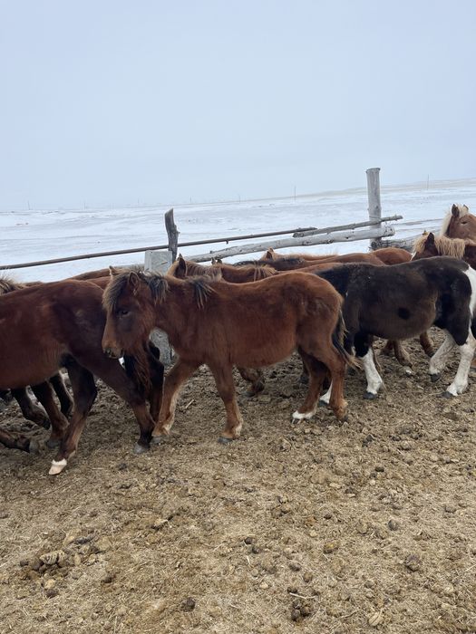 Продам тай оптом