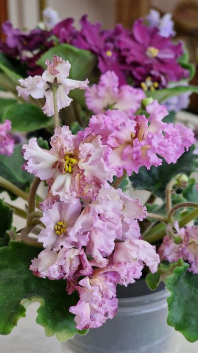 Продам комнатные фиалки