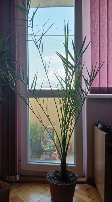 Финикова   палма