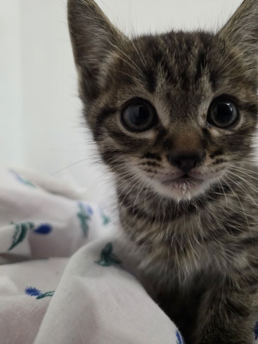 Котята в хорошие руки