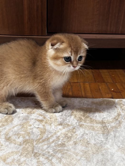 Британский золотая шиншилла