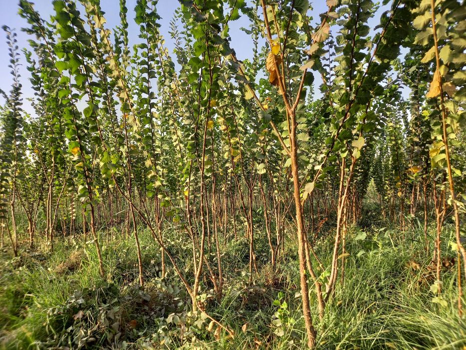 Саженцы декоротивные