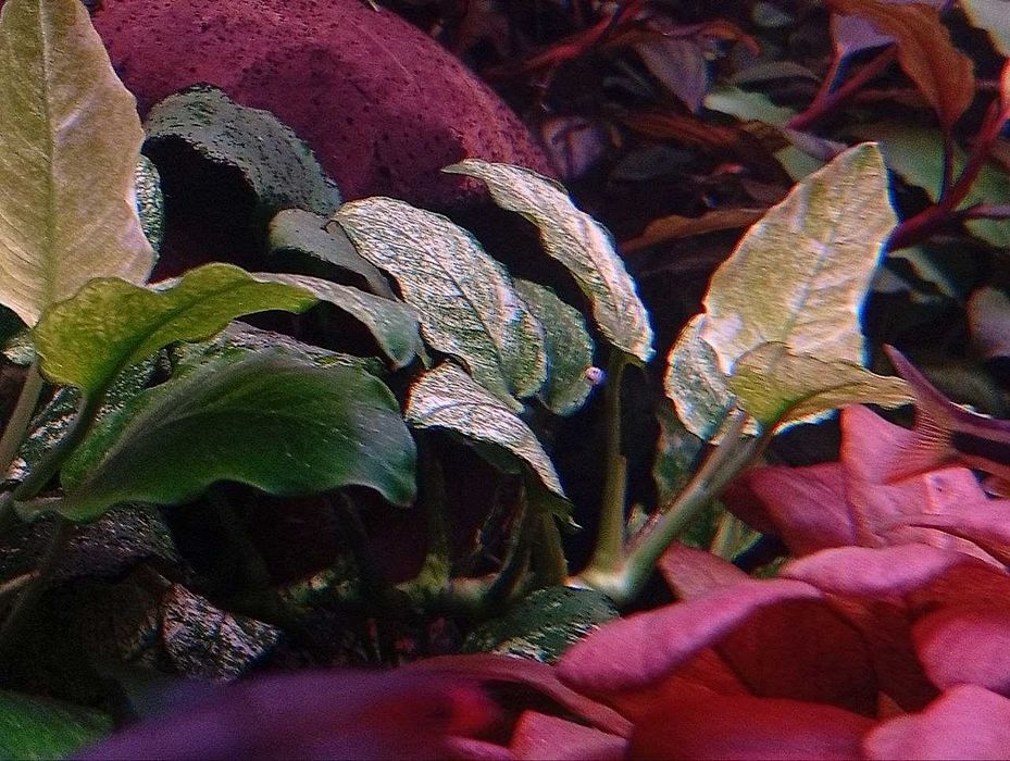 Аквариумное растение Анубиас Пинто (Anubias barteri var. nana Pinto)
