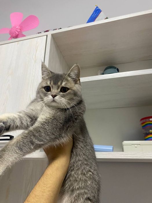 Британский скоттиш страйт девочка