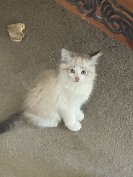 Отдаем бесплатно котят