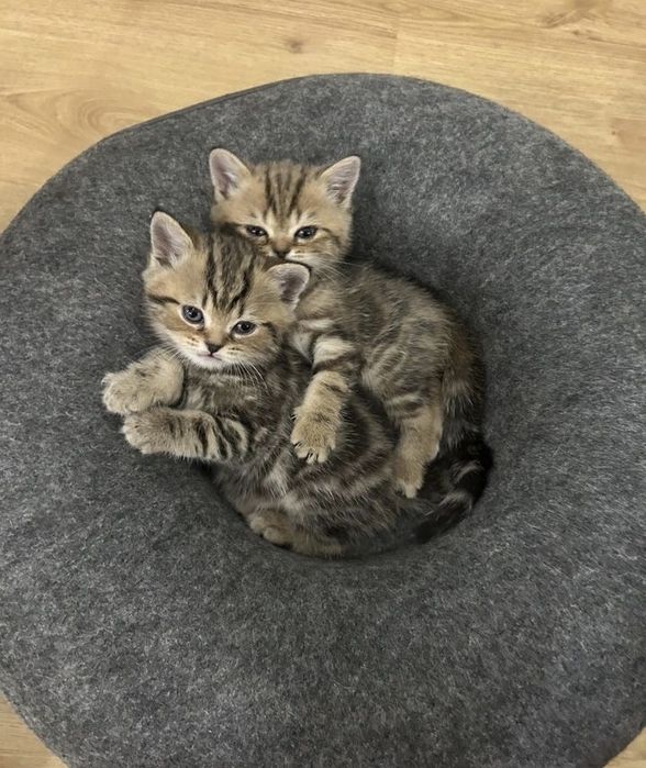 Британские котята