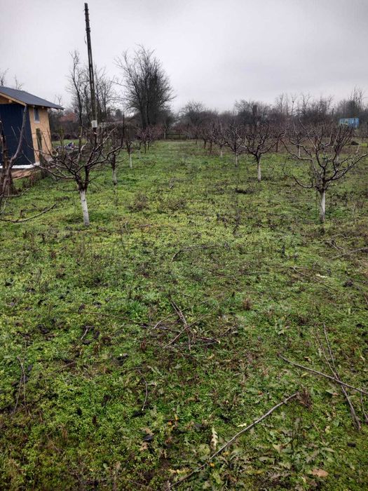 Toaletari pomi fructiferi