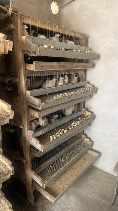 Продам клетки для перепелов