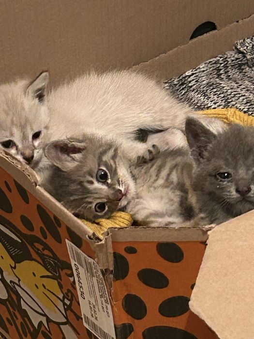 Отдадим котят в добрые руки