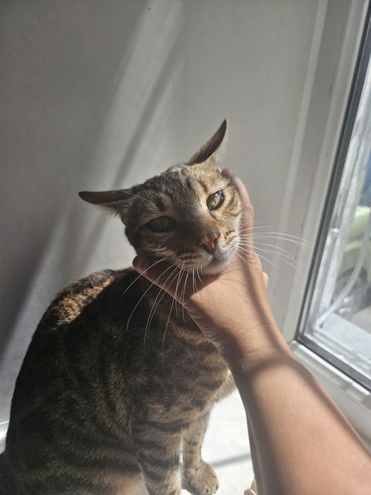 Отдам бенгальского кота