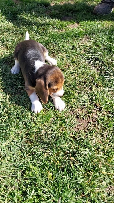 Бигъл Бигълчета Чистокръвни