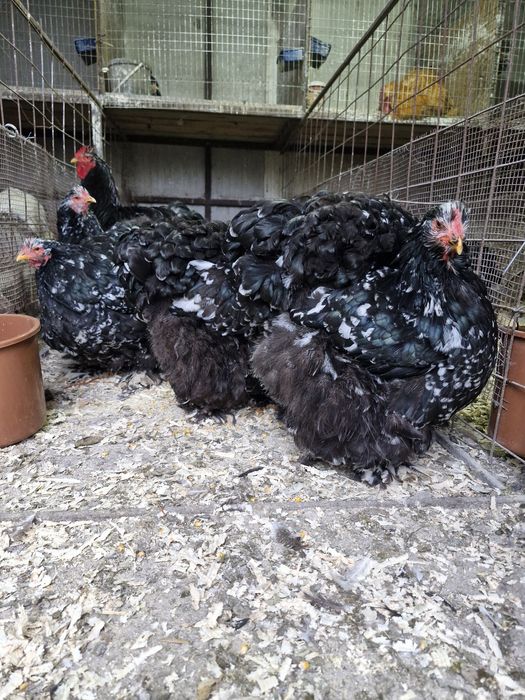 Păsări de rasă cochinchina bobat