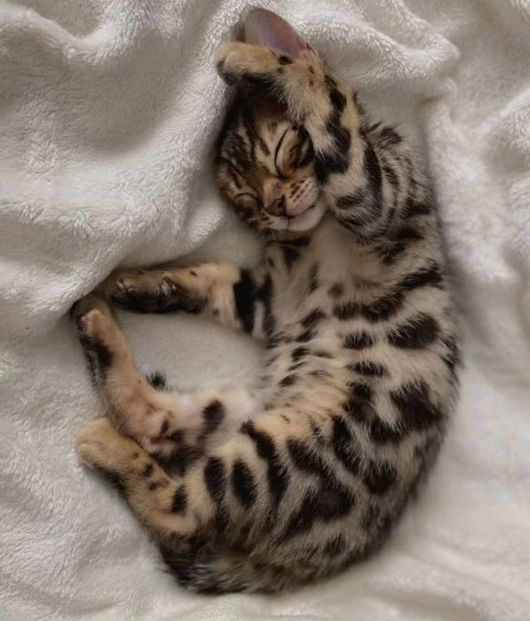 Бенгальские котята