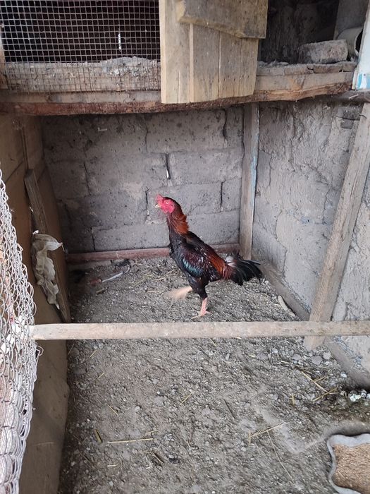 Продам бойцовых кур