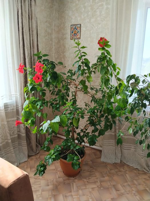 Продам комнатные цветы.можно в офис.