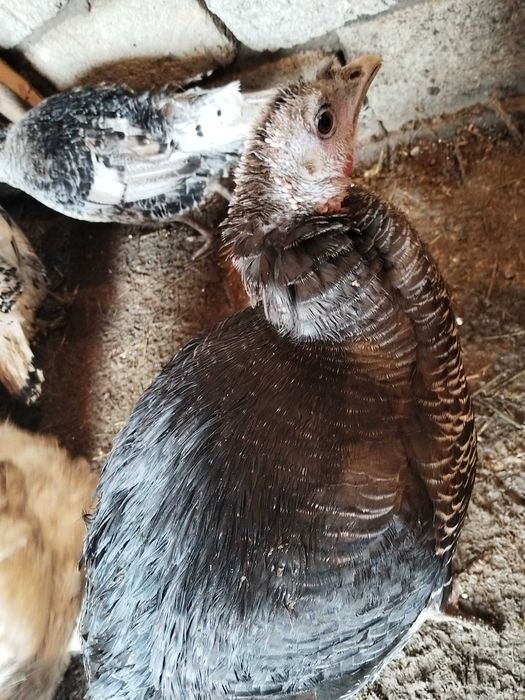 Продам индюшек молодых