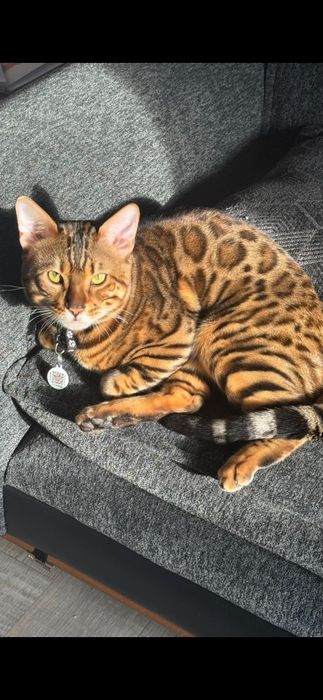 Кот Бенгальский, очень умный, любит играть