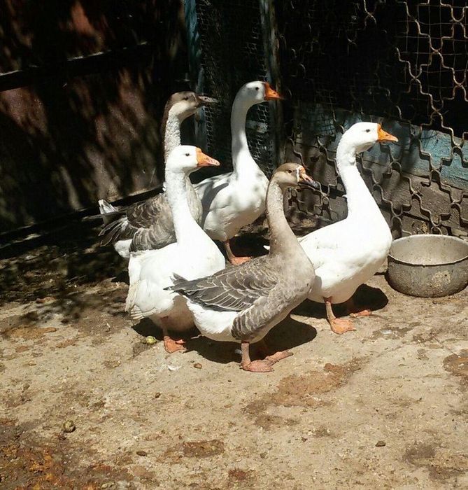 Продам гусей породы Линда