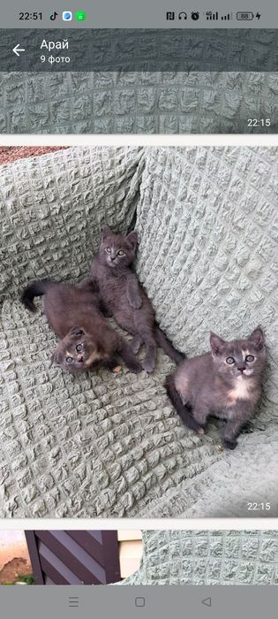 Отдам котят британских