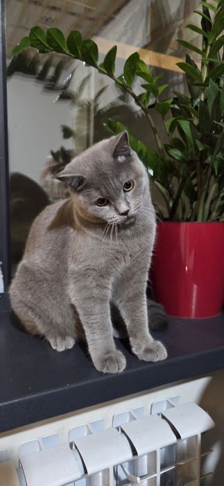 Продам кота.мальчик