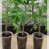 Рассада томатов и перца.