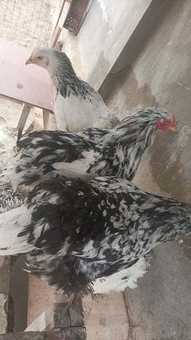 Брама светил СОТИЛАДИ