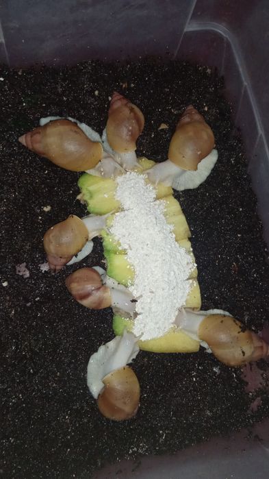 Улиткалар оптом нархда