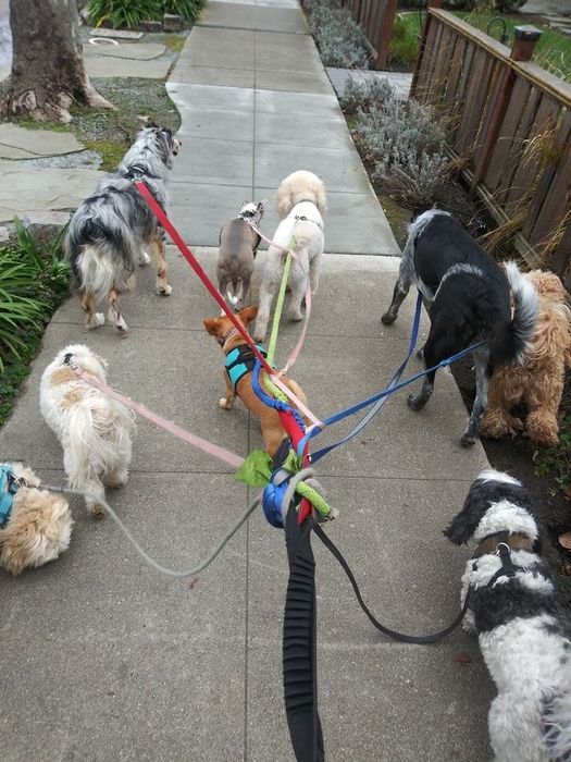 Îngrijitoare căței