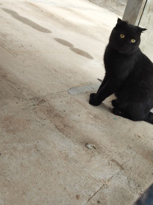 Без платно Отдам даром кот 1 год