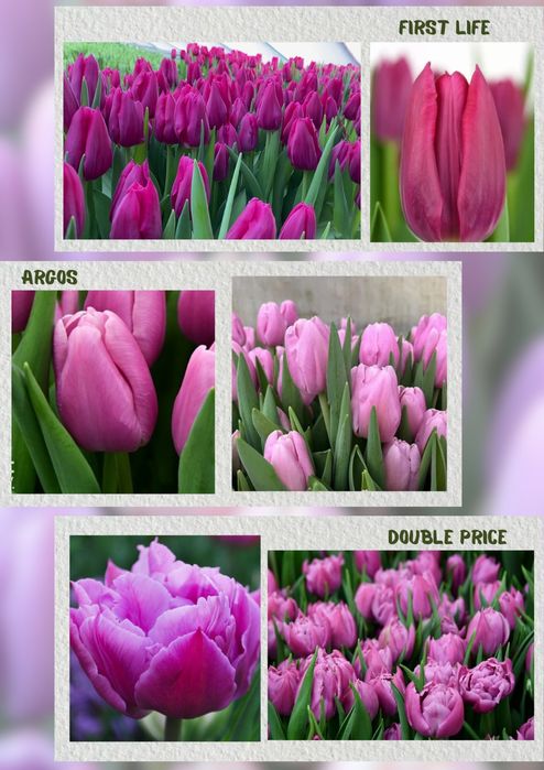 Тюльпаны к 8 марта !