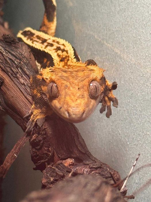 Crested Gecko/ Gecko Crestat