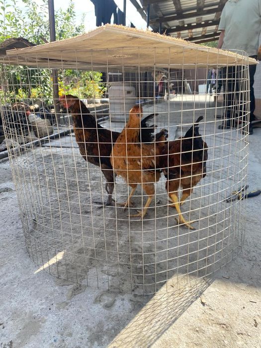 продам цыплят домашних
