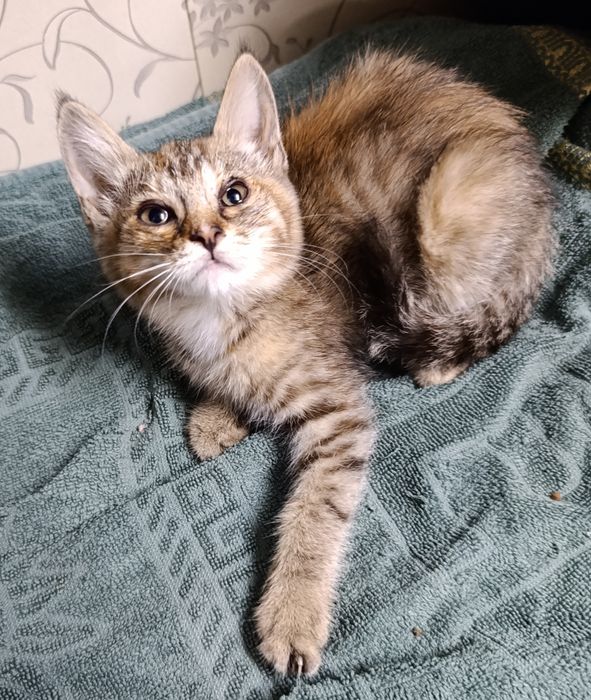 Отдам в добрые руки котят