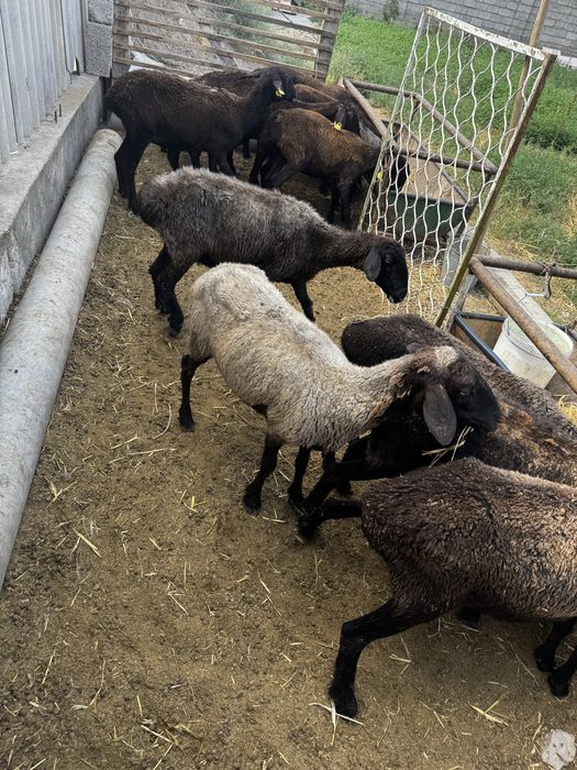 Саулық шаруа қой