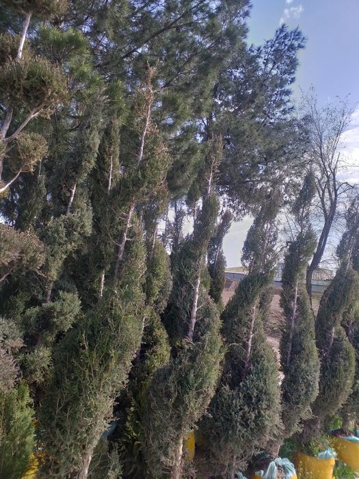 Gazon lanshaft archa va gular