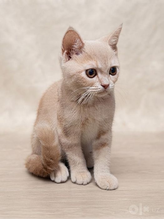 Британский золотой шиншилла