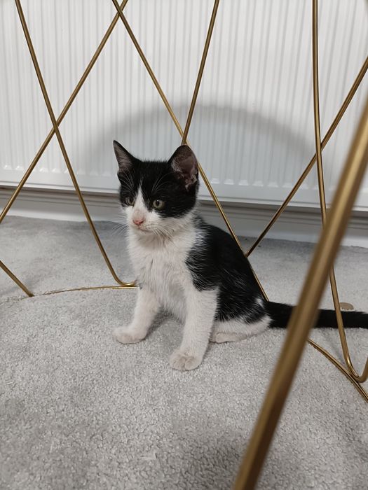 Donez două pisicuțe