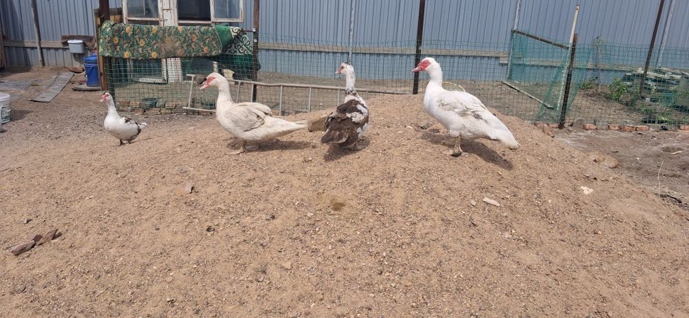 Продам Индоуток семейку