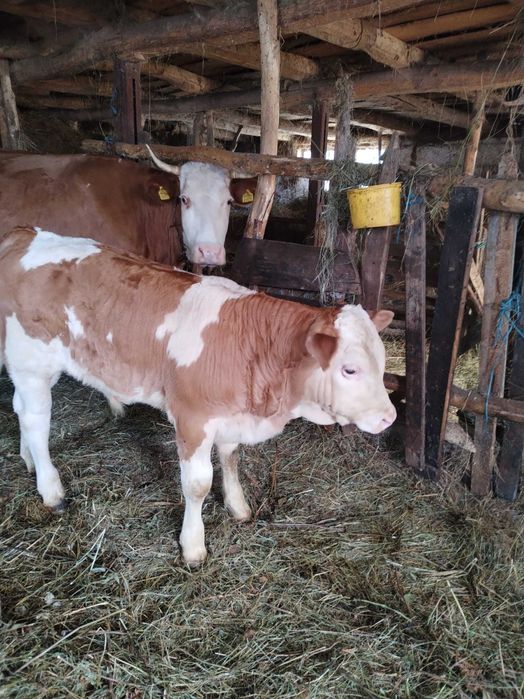 Vând vițel tauras