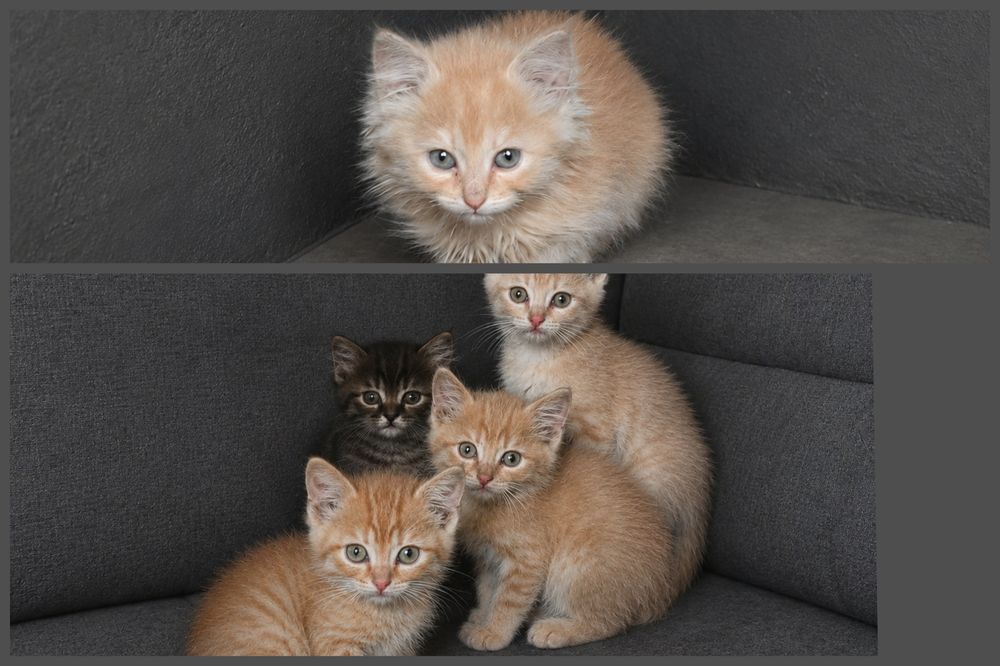 Отдам котят в добрые руки