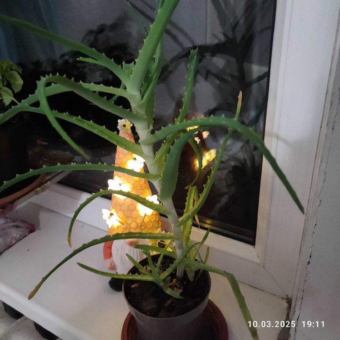Продам алое древовидное