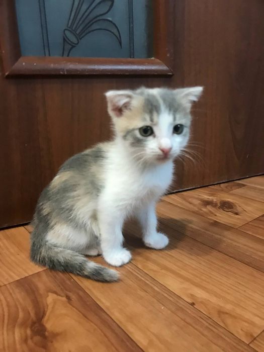 Котёнок вислоухий девочка