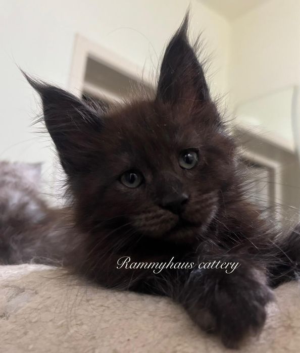 Felisa autorizata WCF, vinde pisoi cu pedigree, rasa Maine coon